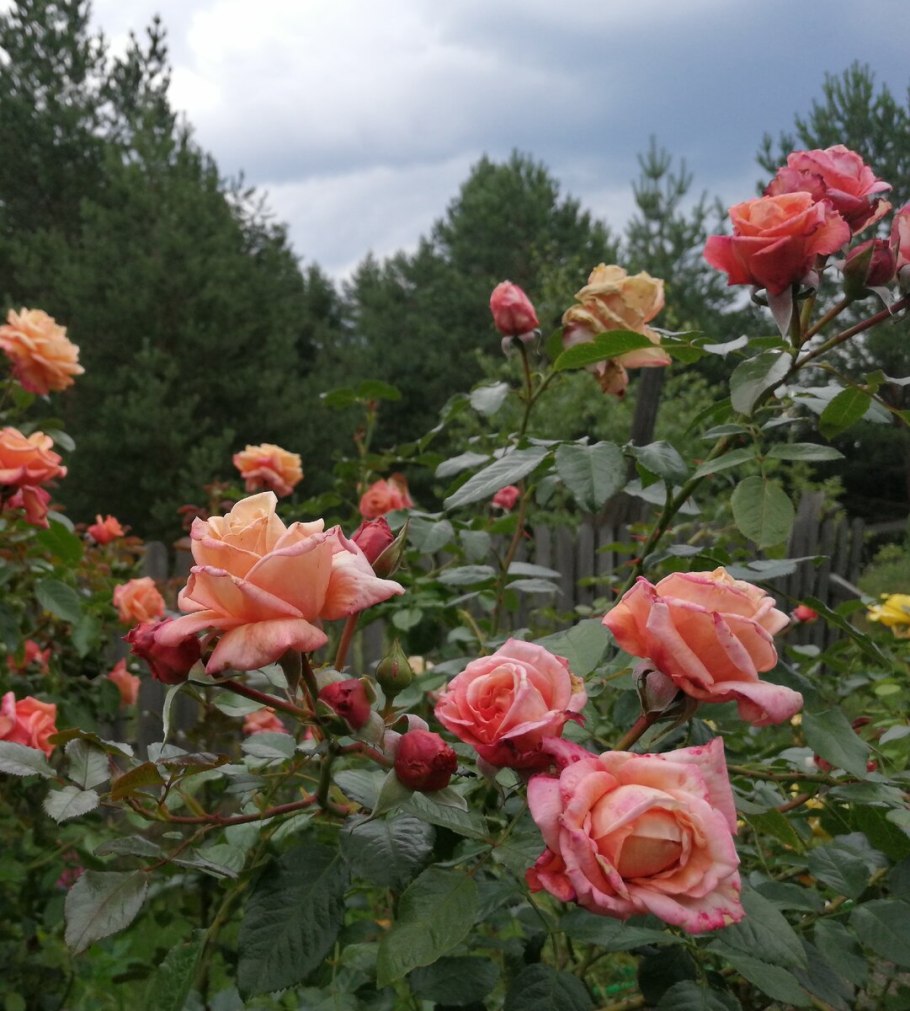 Treasure Trail роза