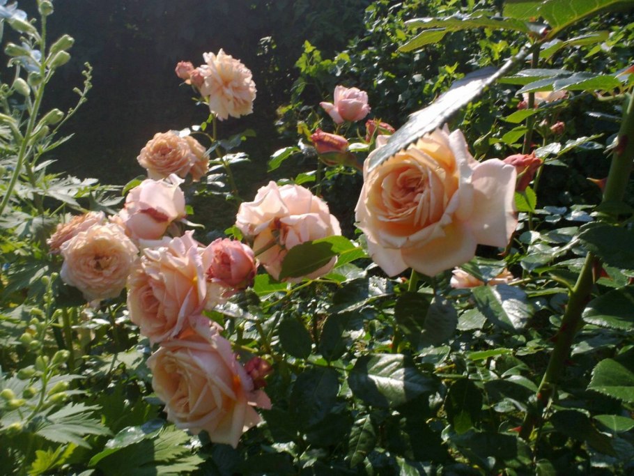 Роза Кантри герл миниатюрная, Тантау