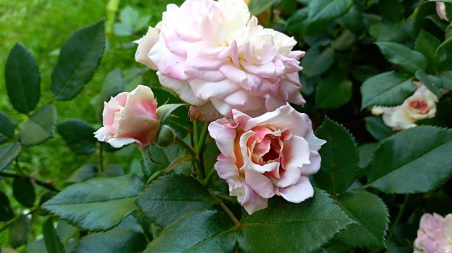 Роза Барок клаймберы