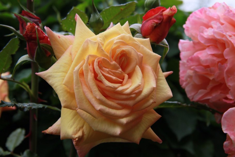 Роза Барок (Barock)