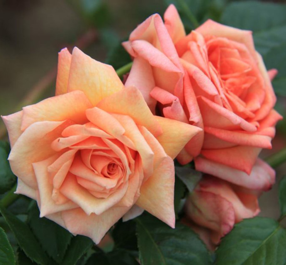 Плетистая роза Моника