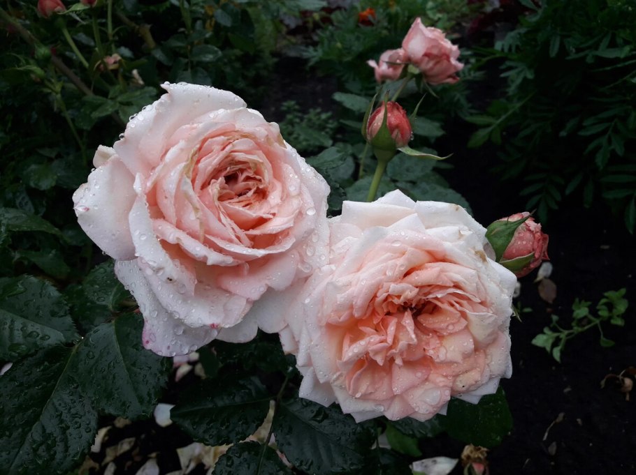 Роза Тантау Барок