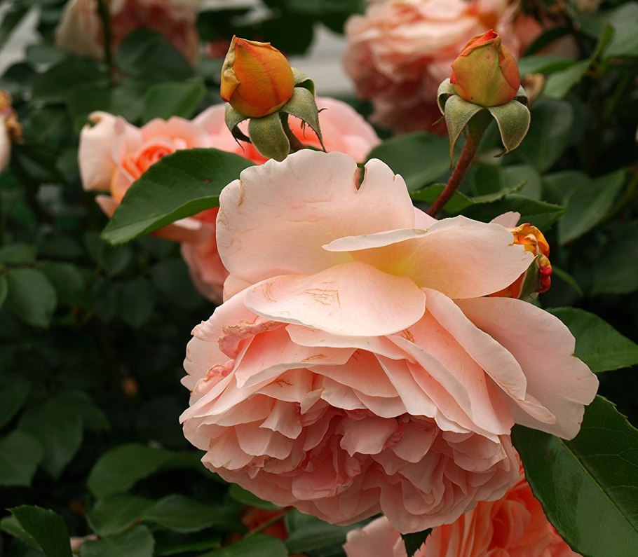 Плетистые розы Барок