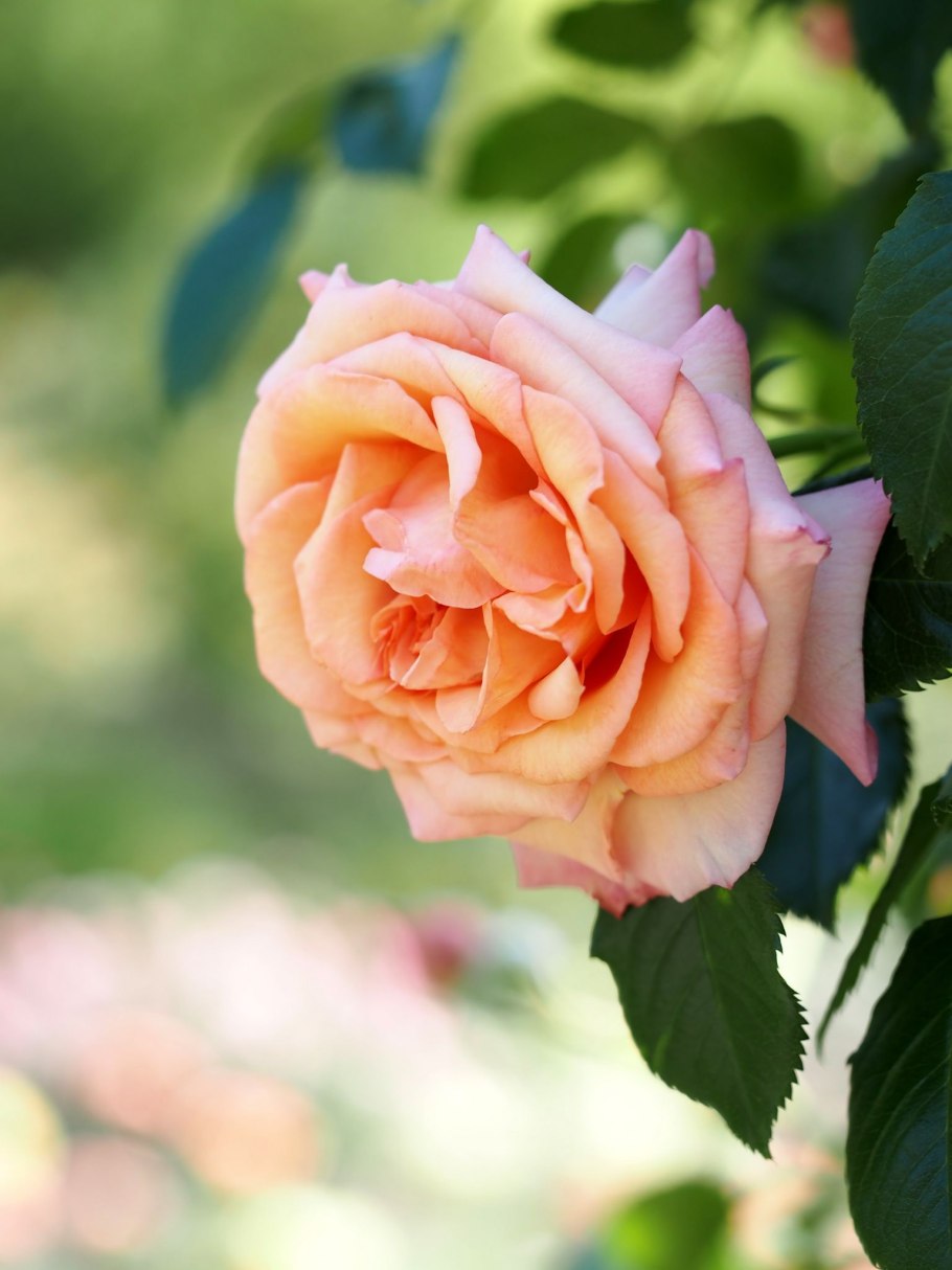 Роза Барок плетистая фото и описание