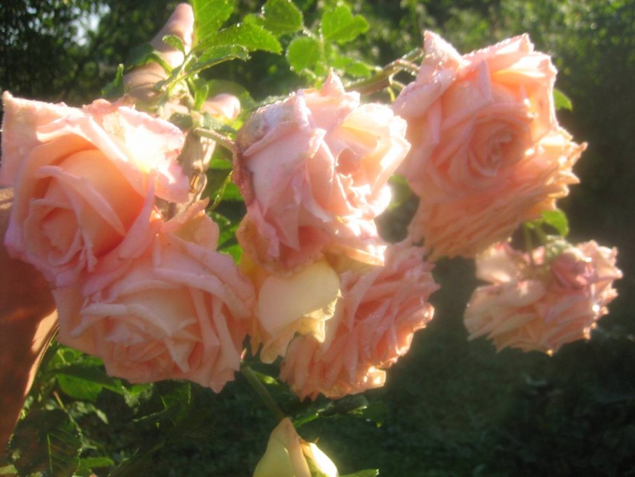 Роза Барок (плетистая, розов) вс001-342 Волжский сад