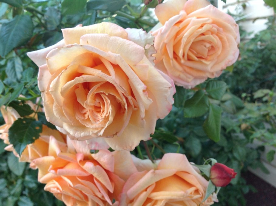 Роза Барок (Barock)