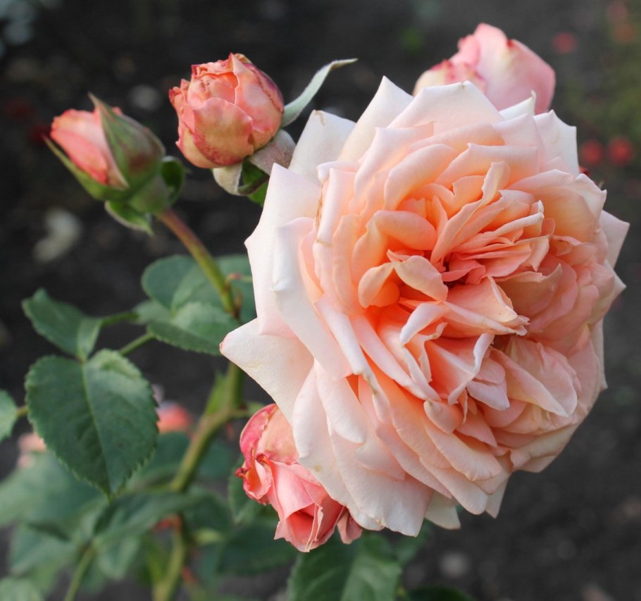 Роза Барок плетистая