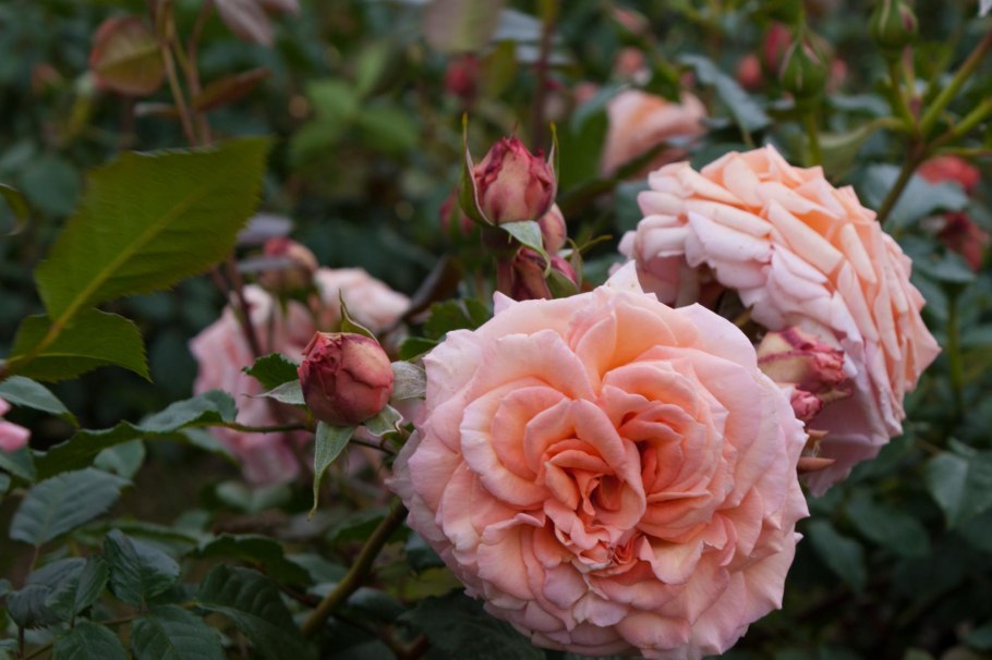 Роза Барок (Barock)