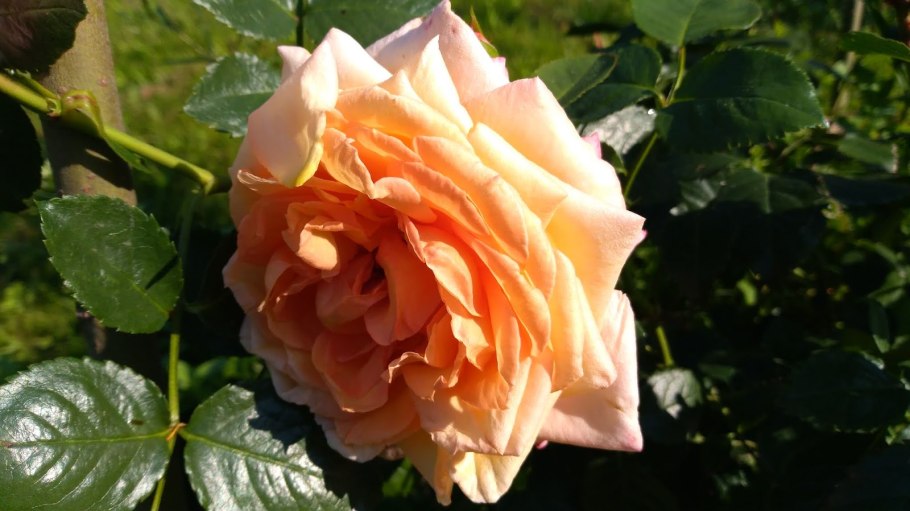 Роза Тантау Барок