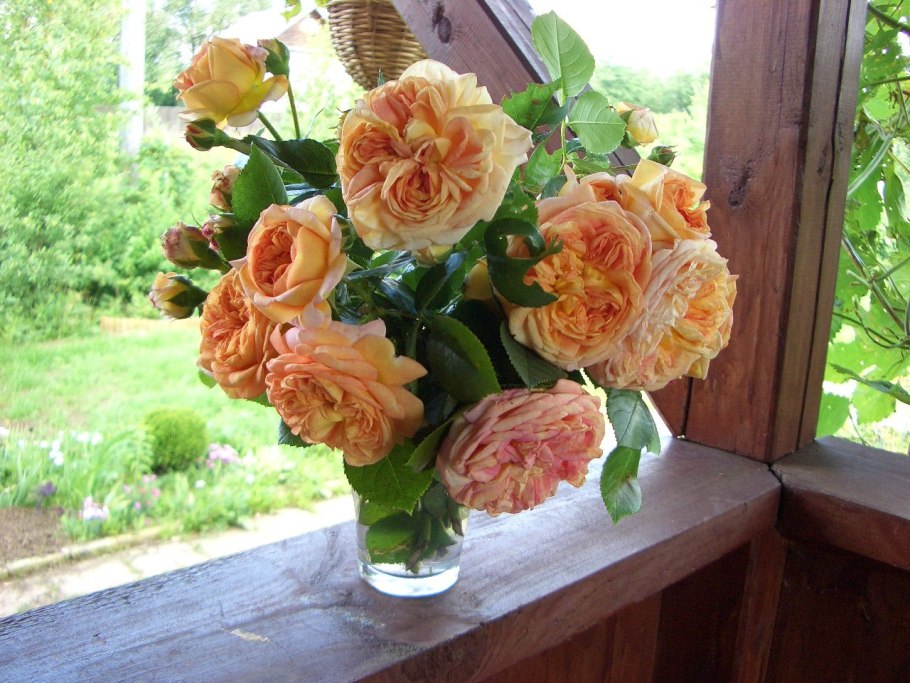 Роза Барок плетистая