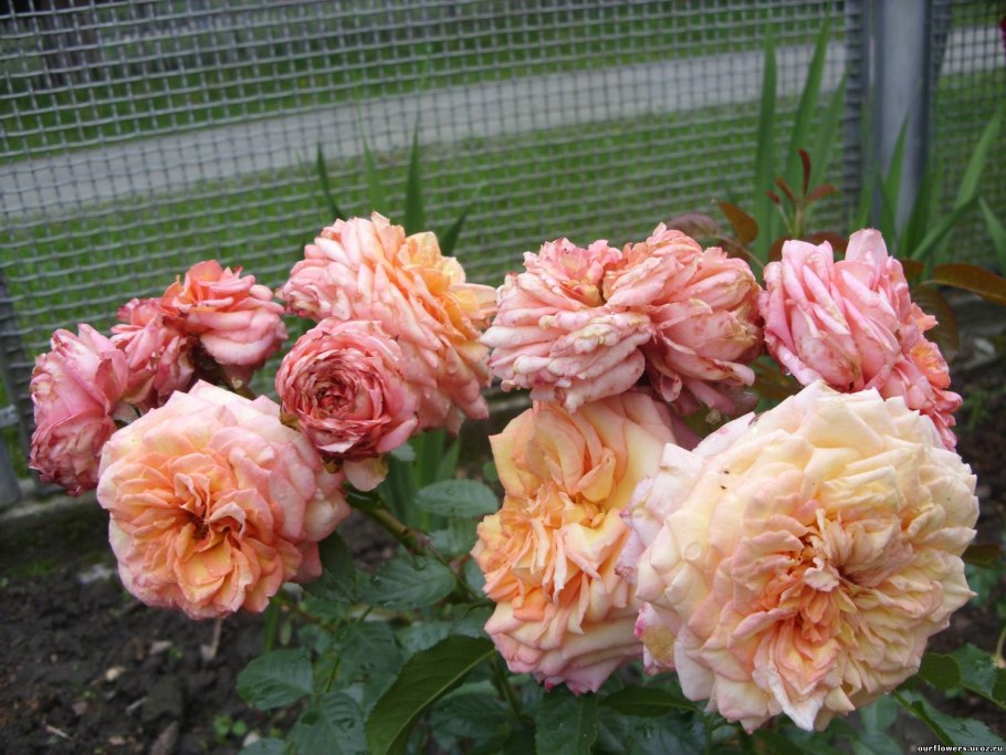 Роза Барок плетистая