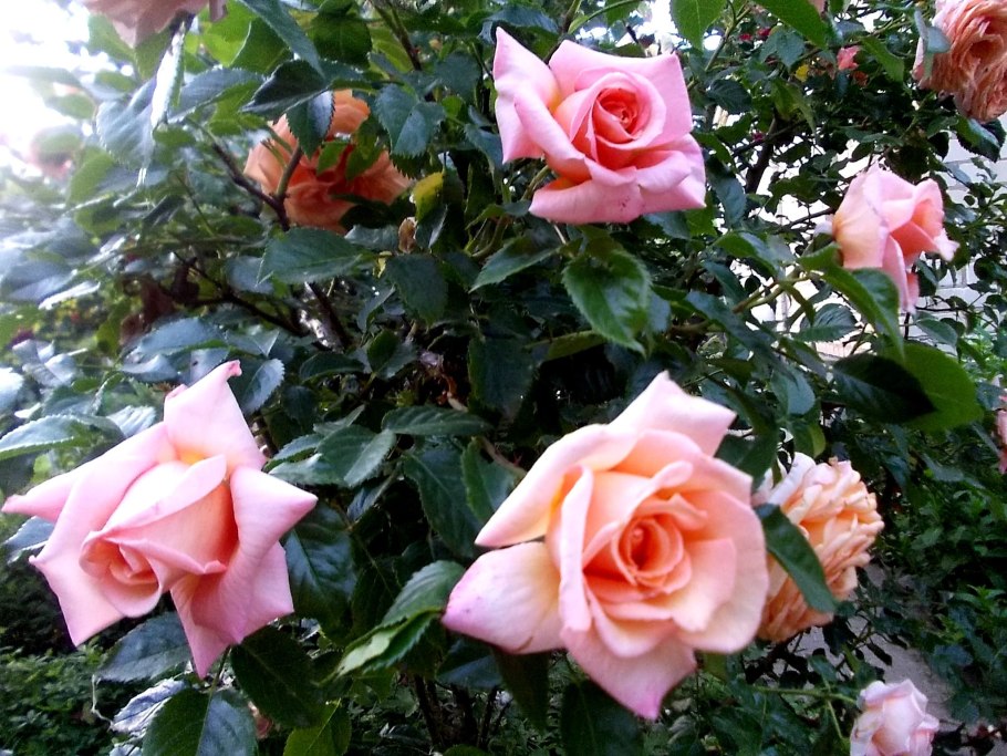 Роза карамель антик куст