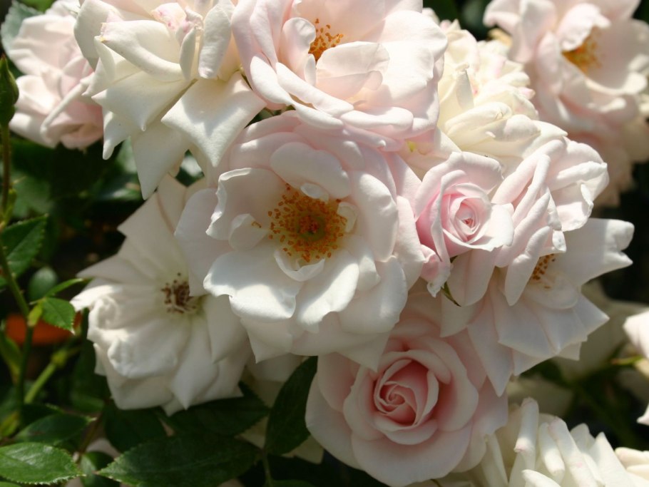 Barock роза Тантау