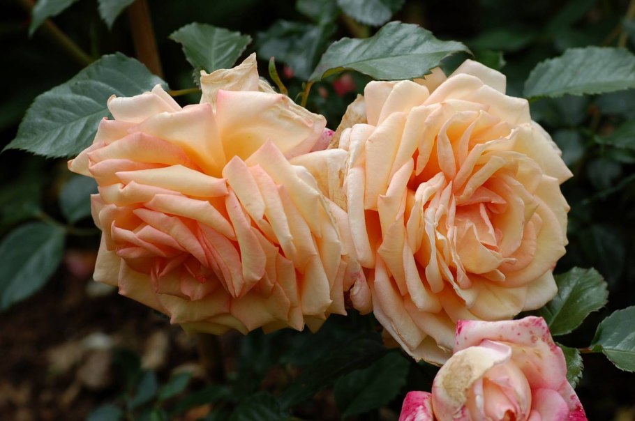 Роза Барок плетистая