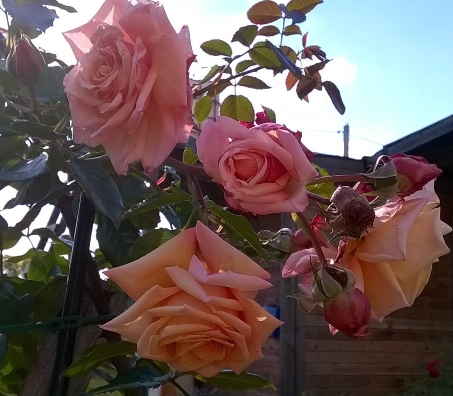 Роза Барок плетистая