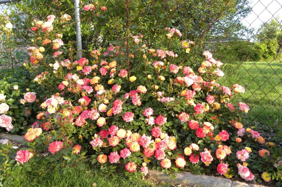 Роза Барок клаймберы