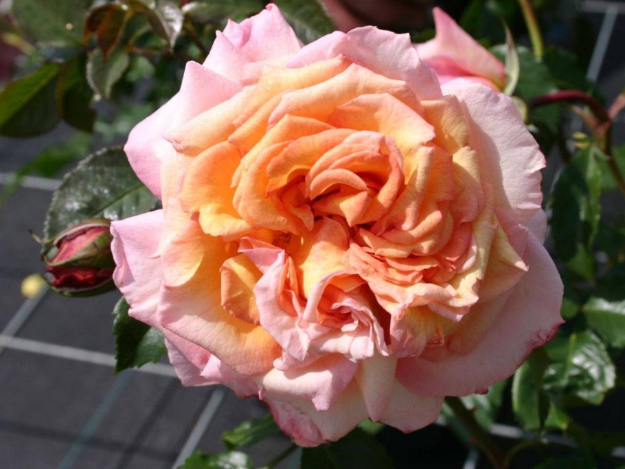 Роза Тантау Барок