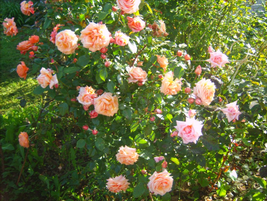 Плетистые розы Барок