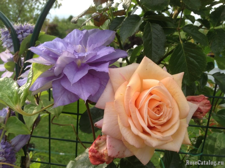 Барок (Barock), Тантау, Германия, 1999г.