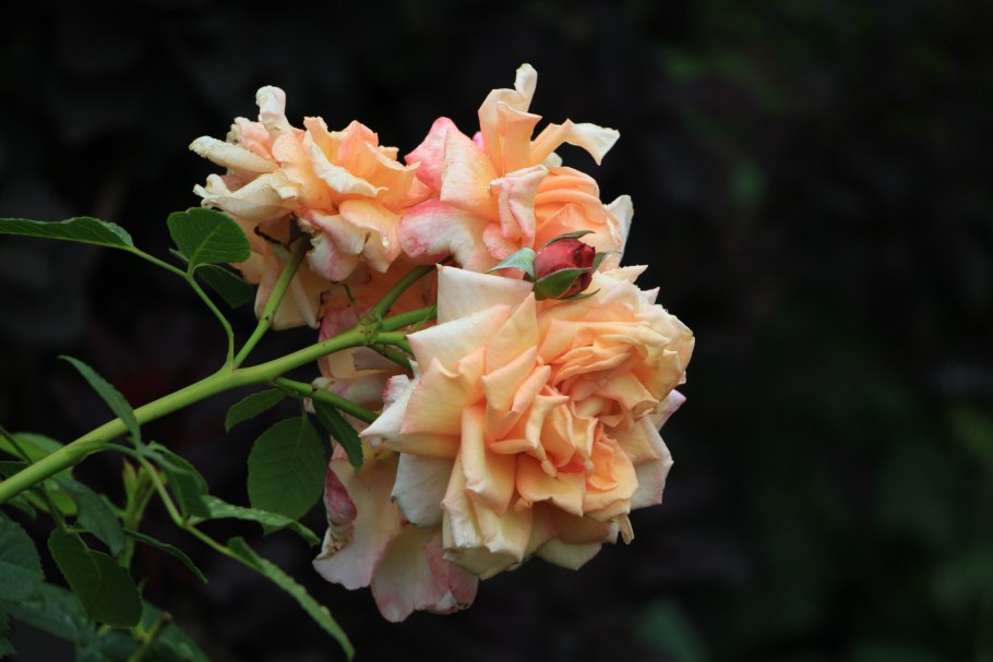 Плетистые розы Барок