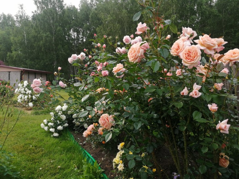 Роза Барок (Barock)