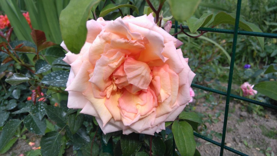 Плетистая роза Дионис