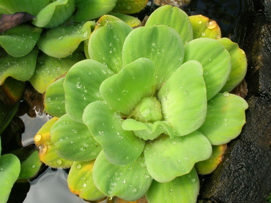 Азолла,эйхорния, пистия