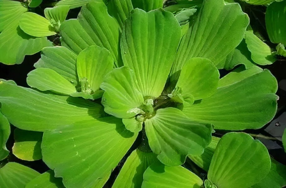 Пистия телорезовидная Pistia Stratiotes