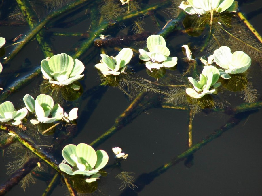 Pistia Stratiotes