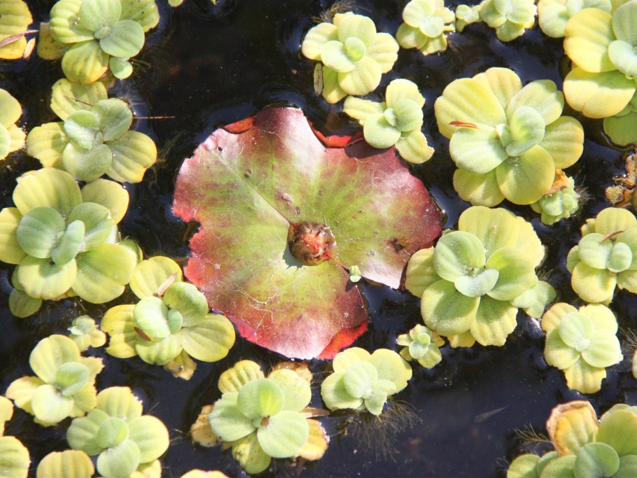 Пистия аквариумное растение цветет