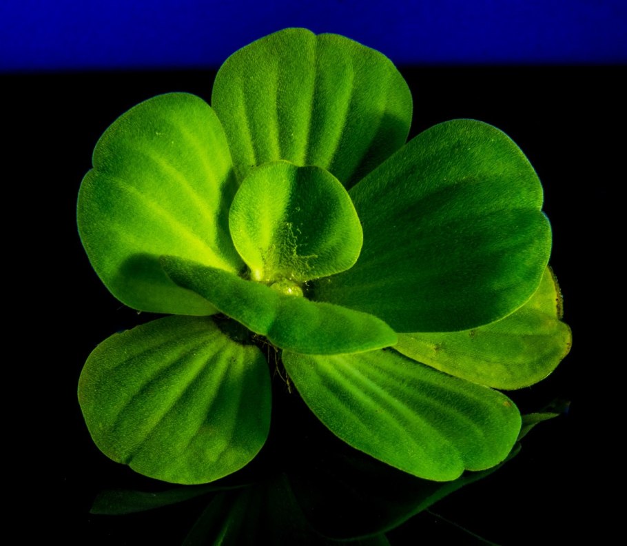 Пистия телорезовидная Pistia Stratiotes