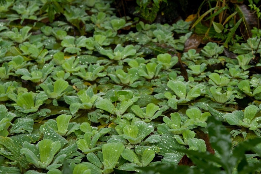 Pistia Stratiotes