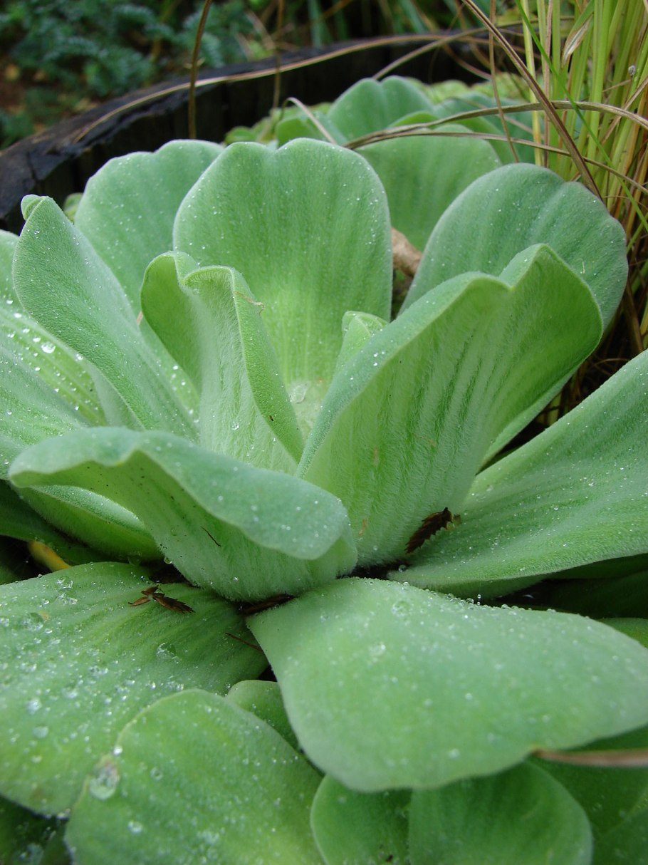 Пистия (Pistia)