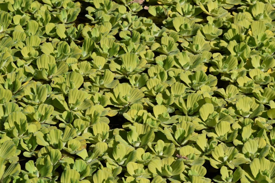 Пеллия аквариумное растение