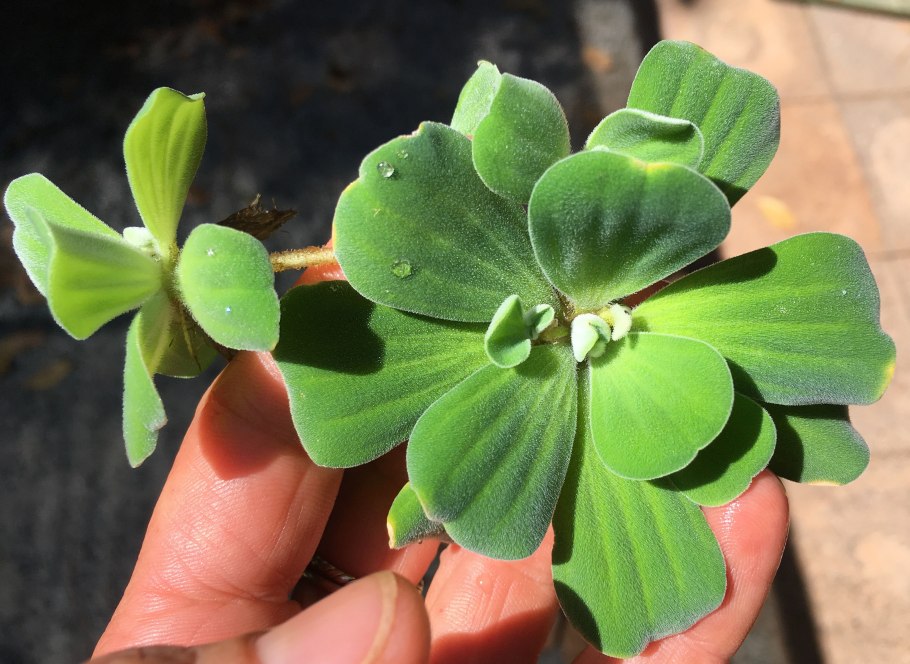 Пистия Прудовое растение