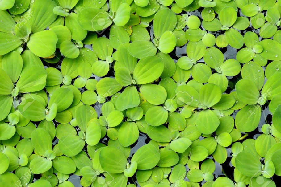 Пистия аквариумное растение