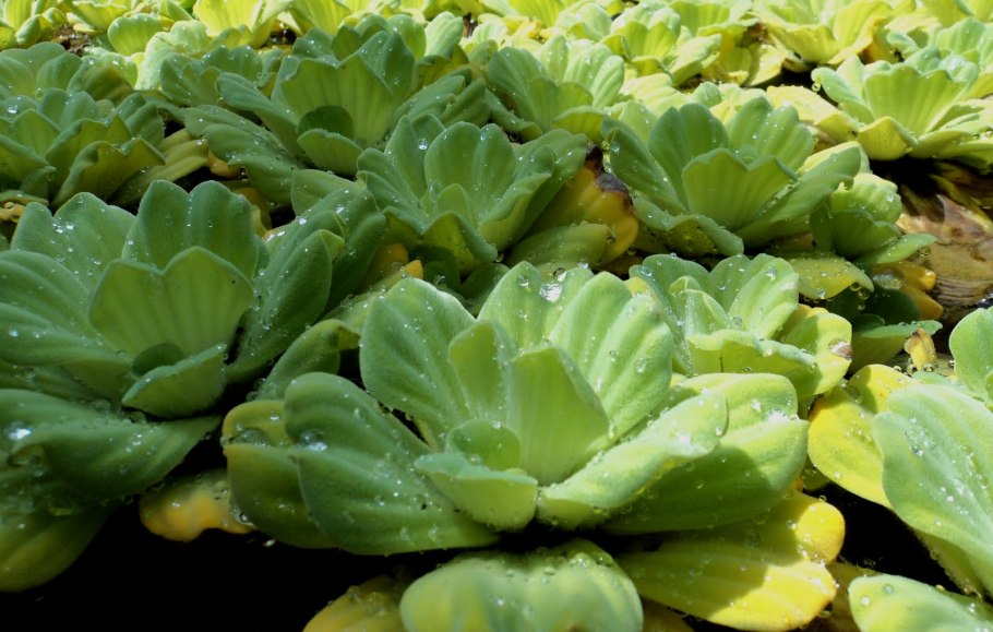 Пистия телорезовидная Pistia Stratiotes