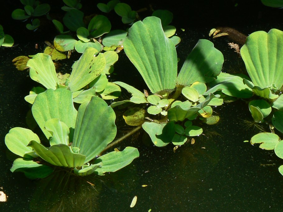 Pistia Stratiotes l.