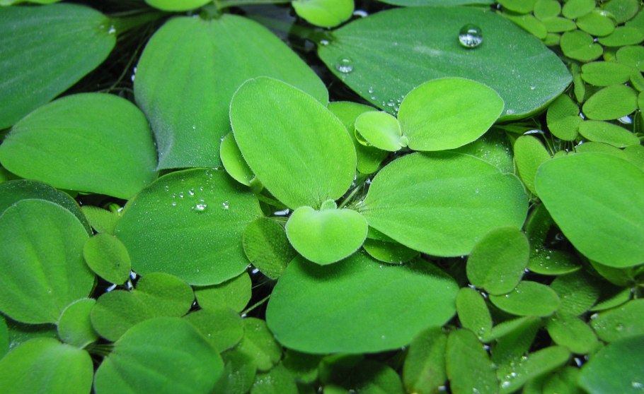Пистия телорезовидная Pistia Stratiotes