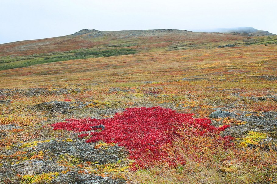 Тундра Полярный Урал