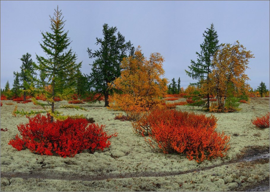 Тундра Красноярского края