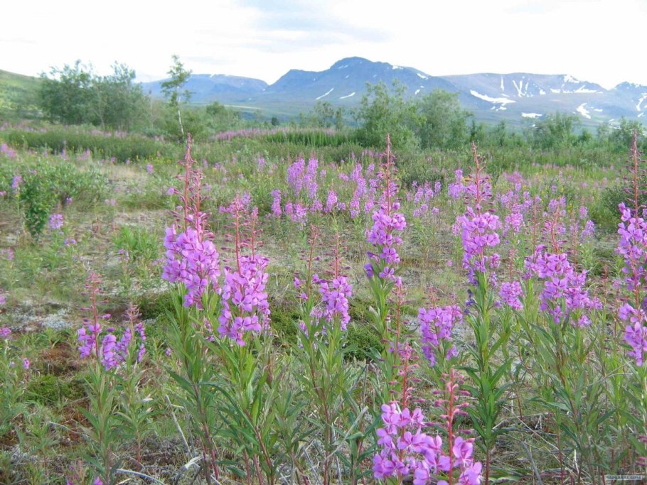 Ягоды Ямала