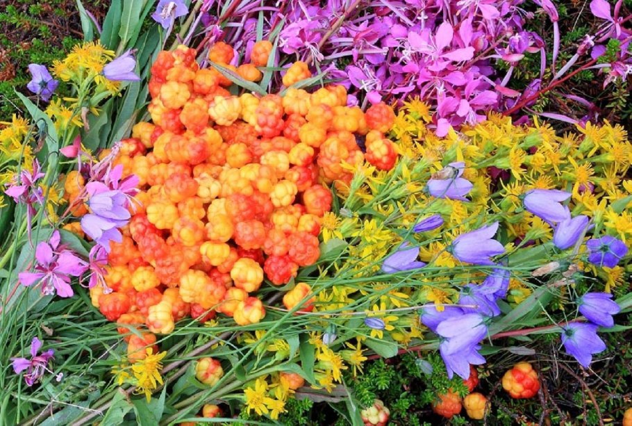 Голубика в тундре