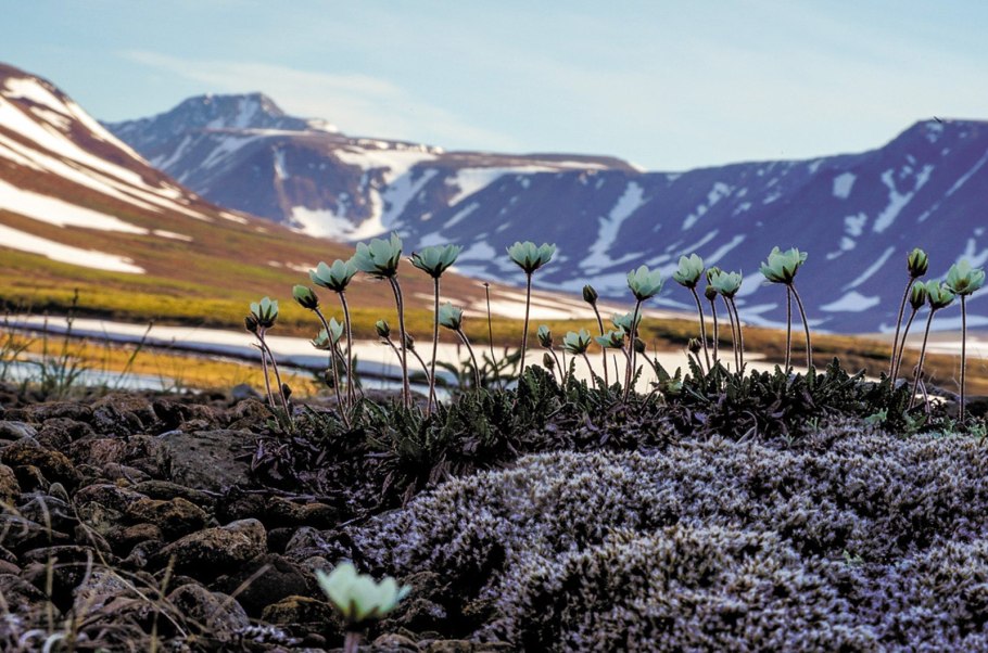 Мох ягель Морошка