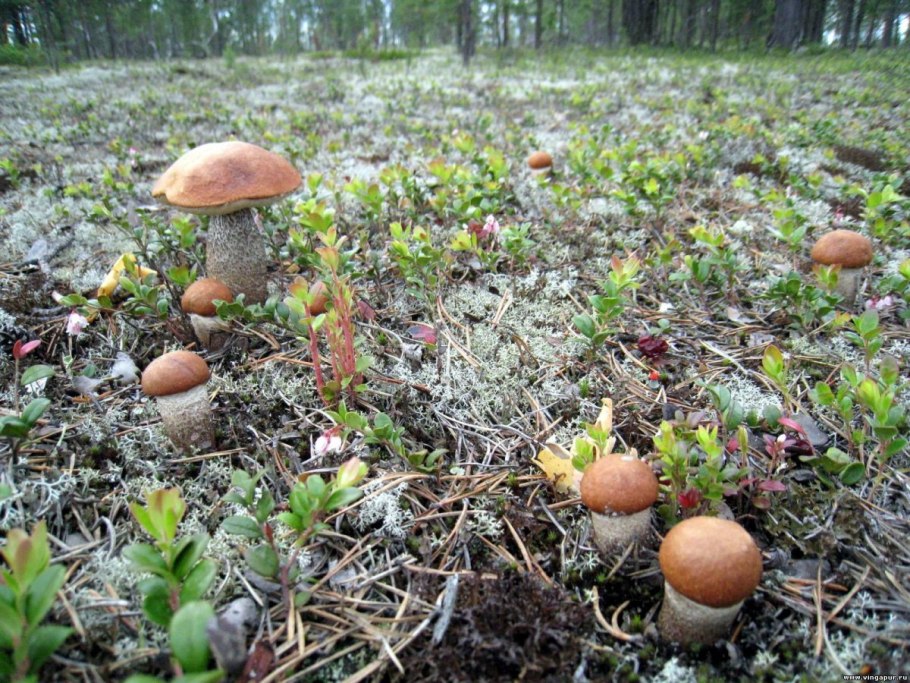 Можжевельник чешуйчатый Блю свид
