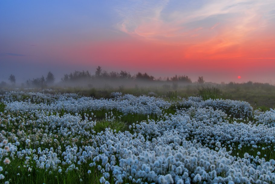 Сосна Горная Варелла
