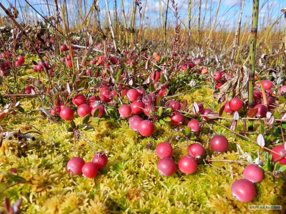 Морошка Ненецкого автономного округа