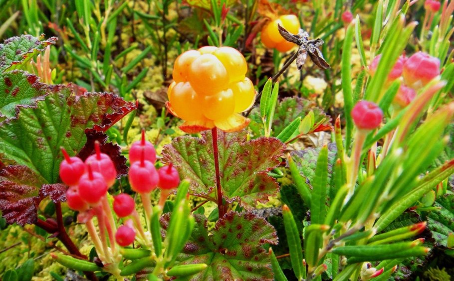 Ель обыкновенная little Gem