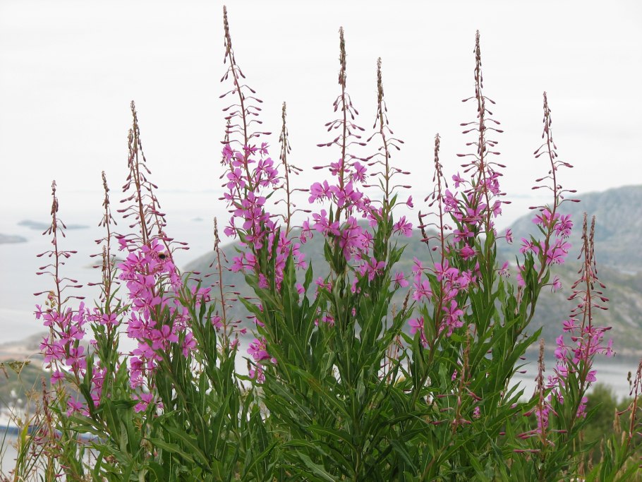 Ямал тундра ягоды грибы