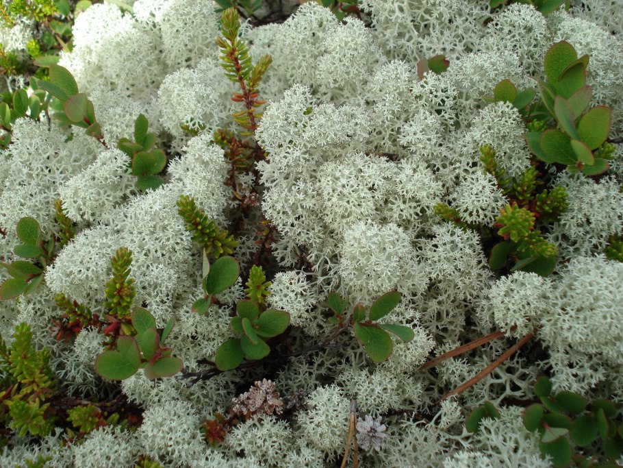 Тысячелистник в Сибири